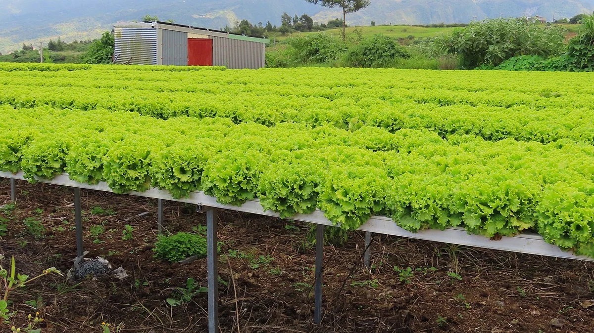Cultivo de lechugas en una instalación hidropónica; fotografía de referencia