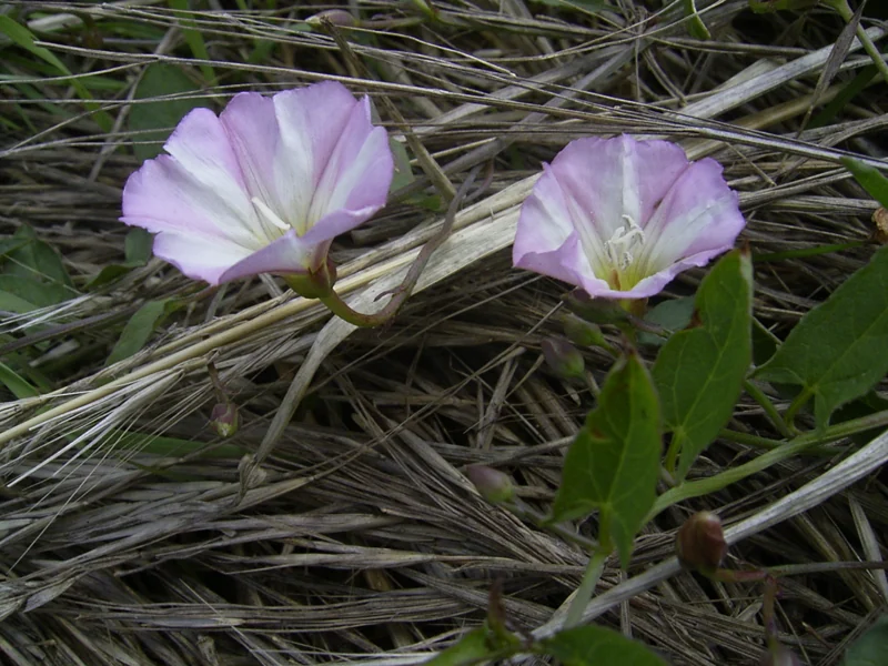 Flores de Convolvulus arvensis como referencia botánica